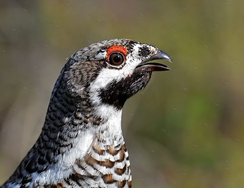 Манок Hubertus на рябчика, никелированный
