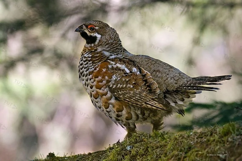 Манок Hubertus на рябчика, никелированный