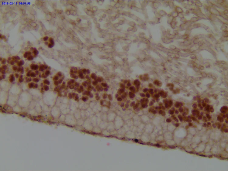 Камера для микроскопа ToupCam ECMOS03100KPA