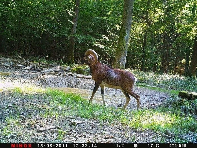 Фотоловушка (лесная камера) MINOX DTC500