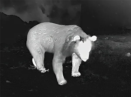 Прицел тепловизионный Guide TU431 LRF / ГАЙД ТЮ431 ЛРФ