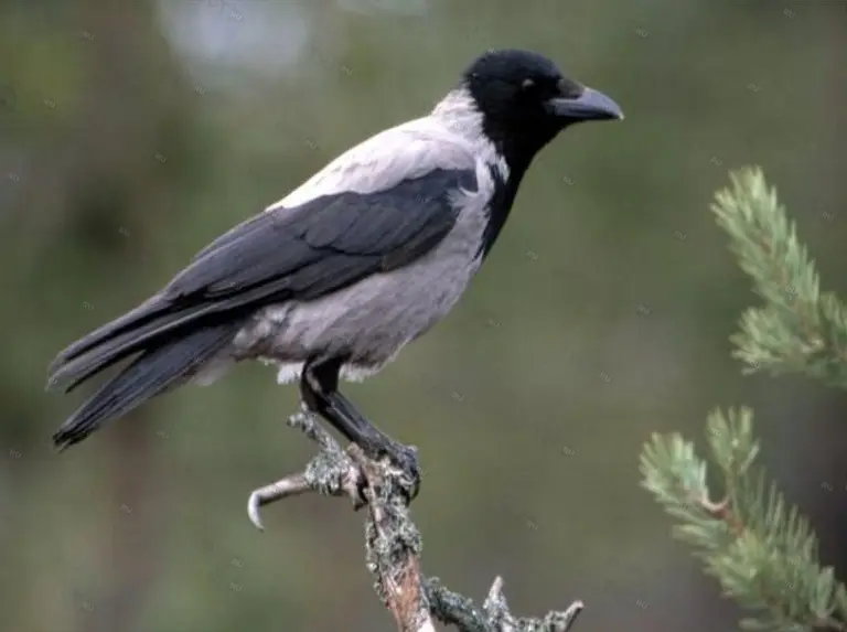 Манок Helen BAUD на ворону