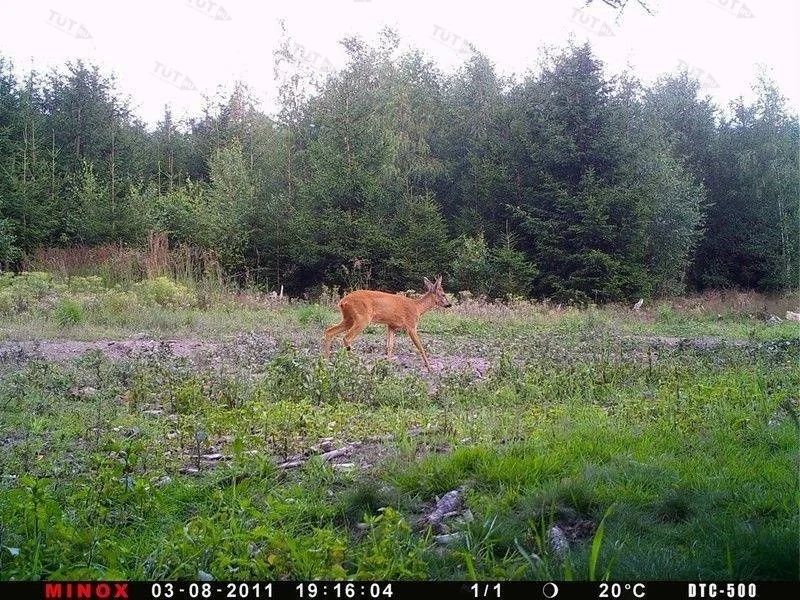 Фотоловушка (лесная камера) MINOX DTC500