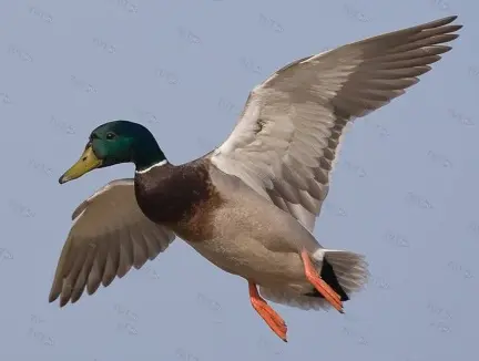 Манок Helen BAUD (резиновый гофрированный) на утку