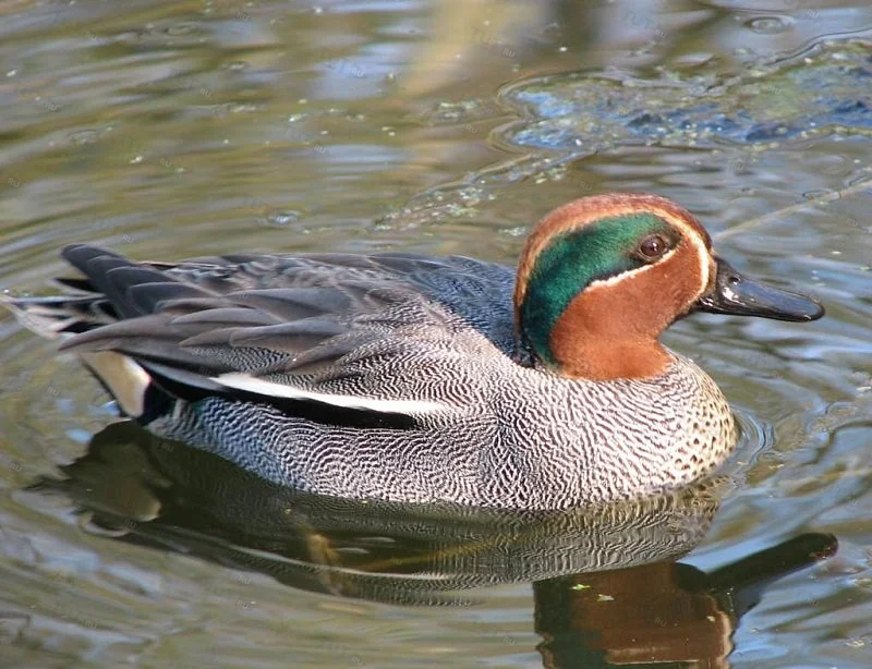Манок Helen BAUD акриловый на чирка-свистунка (самец)