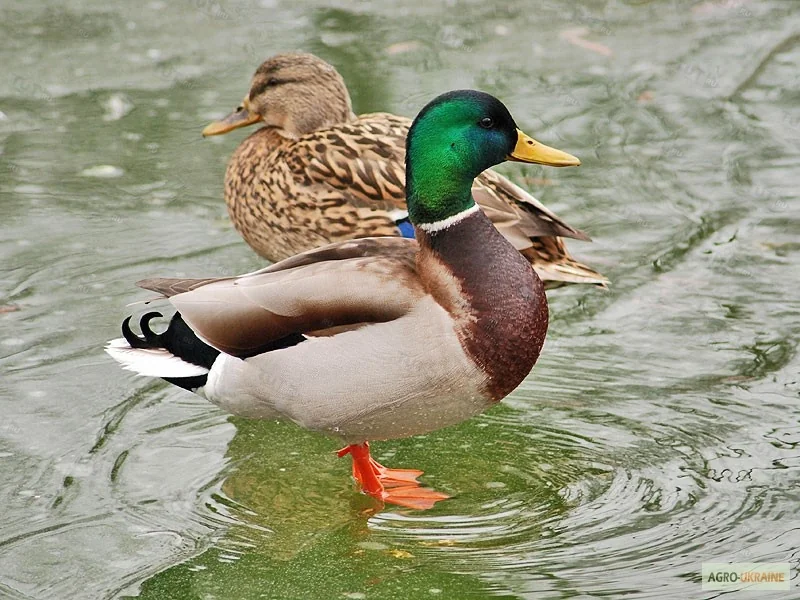 Манок Helen BAUD на крякву, деревянный, с гофрированной вставкой