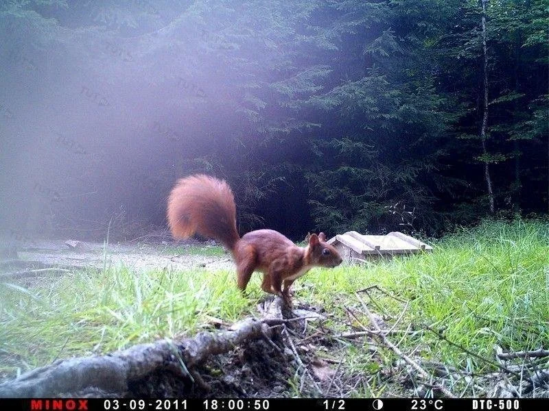 Фотоловушка (лесная камера) MINOX DTC500