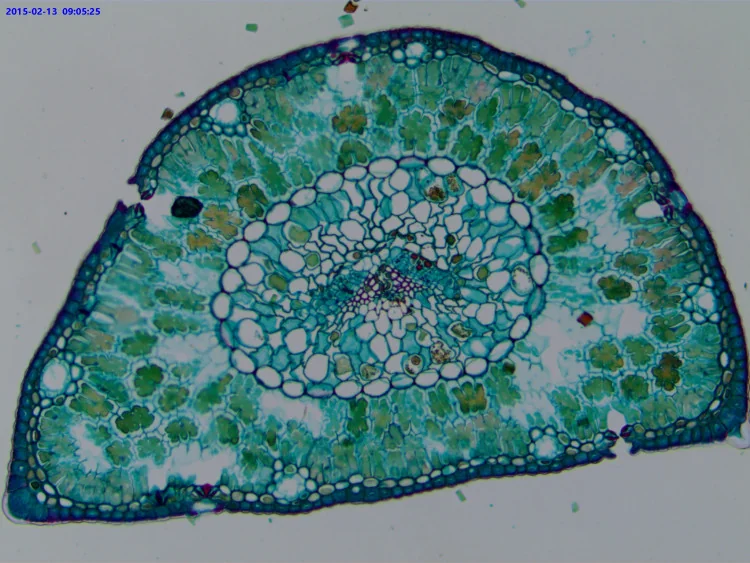 Камера для микроскопа ToupCam ECMOS03100KPA