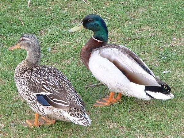 Манок Helen BAUD на крякву, деревянный