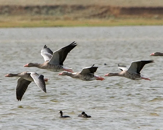 Манок Helen BAUD акриловый манок на серого гуся