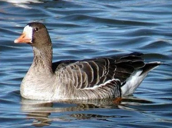 Манок Helen BAUD на гуся