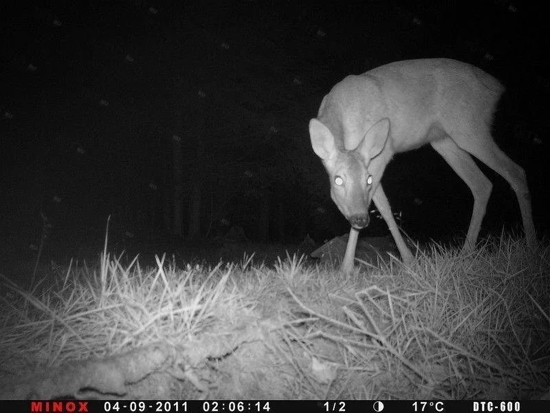 Фотоловушка (лесная камера) MINOX DTC600