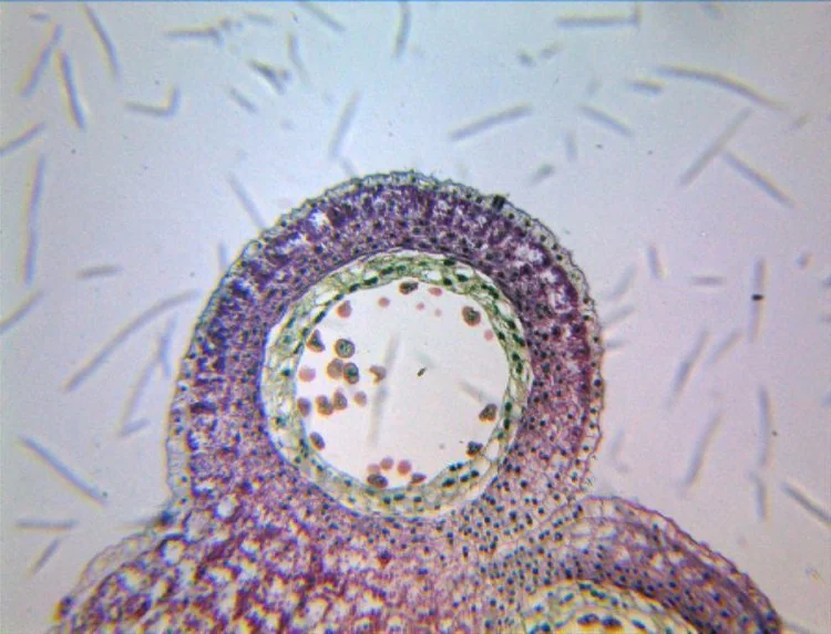 Адаптер линзовый ToupTek AMA075 0.75X (108003)