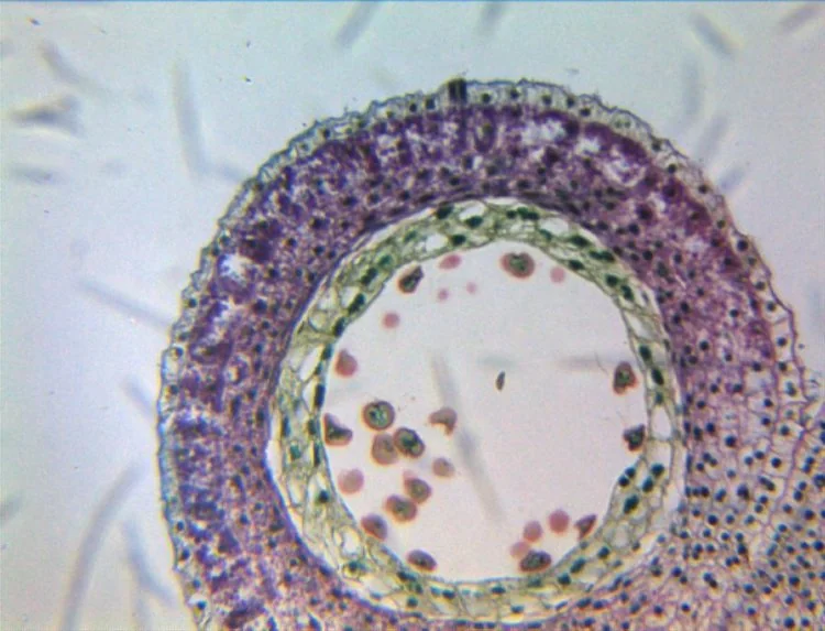 Адаптер линзовый ToupTek AMA075 0.75X (108003)