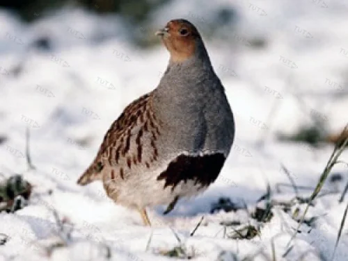Манок Helen BAUD на серую куропатку, деревянный