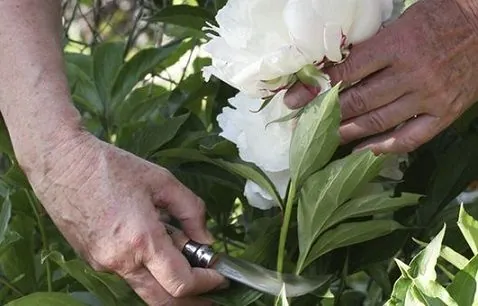 Нож складной Opinel Billhook 10 садовый, серповидный, нержавеющая сталь,бук