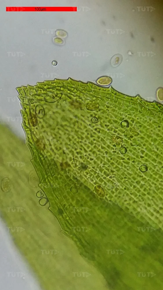 Микроскоп Bresser Erudit Basic 40–400x