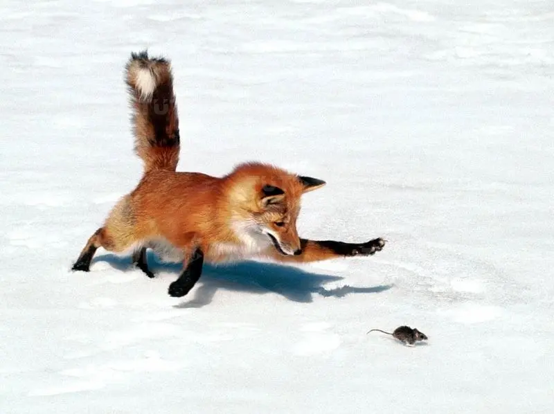 Манок Helen BAUD на лису (писк мыши)