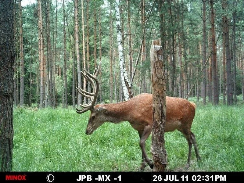 Фотоловушка (лесная камера) MINOX DTC500