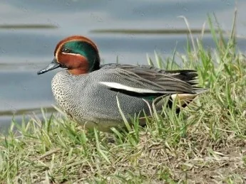 Манок Helen BAUD на чирка-свистунка, металлический