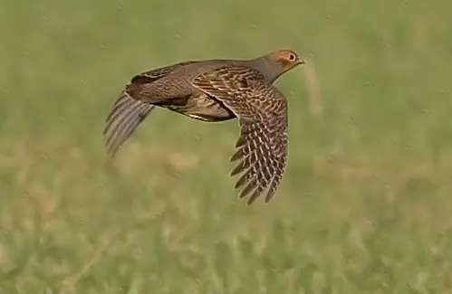 Манок Helen BAUD на серую куропатку, металлический