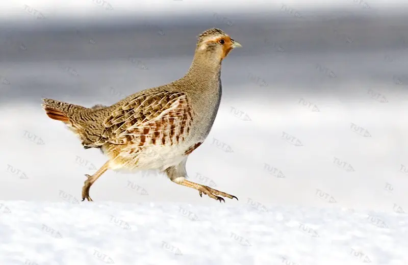 Манок Helen BAUD на серую куропатку, металлический