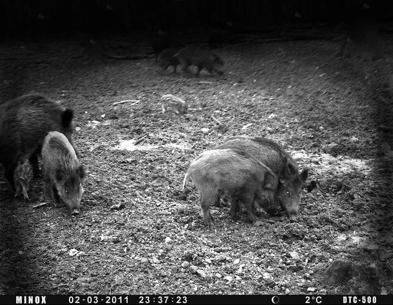 Фотоловушка (лесная камера) MINOX DTC500