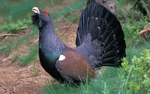 Манок Hubertus на глухаря, лакированное дерево
