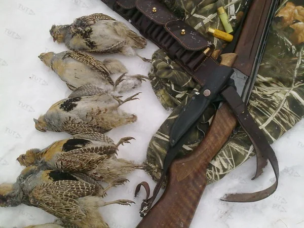 Манок Helen BAUD на серую куропатку, деревянный