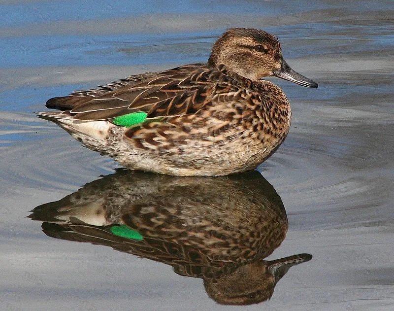 Манок Helen BAUD акриловый на чирка-свистунка (самка)
