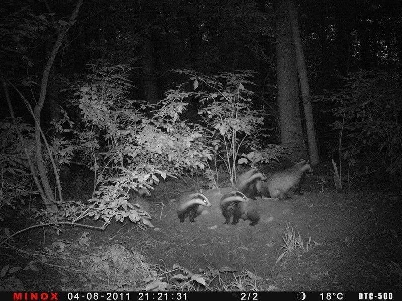 Фотоловушка (лесная камера) MINOX DTC500