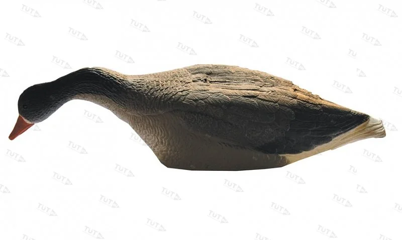 Чучело гуся белолобого кормящегося на опоре