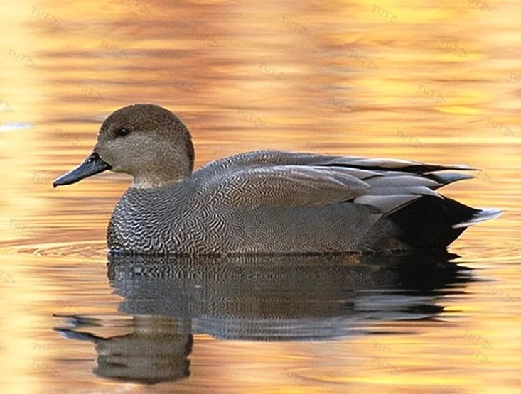 Манок Helen BAUD акриловый на утку ( AC611)