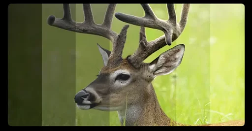 Купить ночной бинокль Купить ночной бинокль