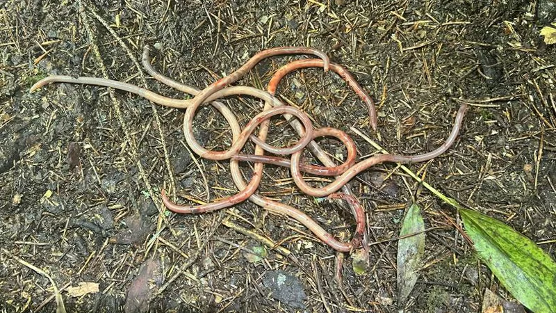 Медвежий киндер-сюрприз Медвежий киндер-сюрприз