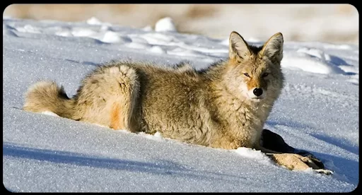 Бинокль ночного видения